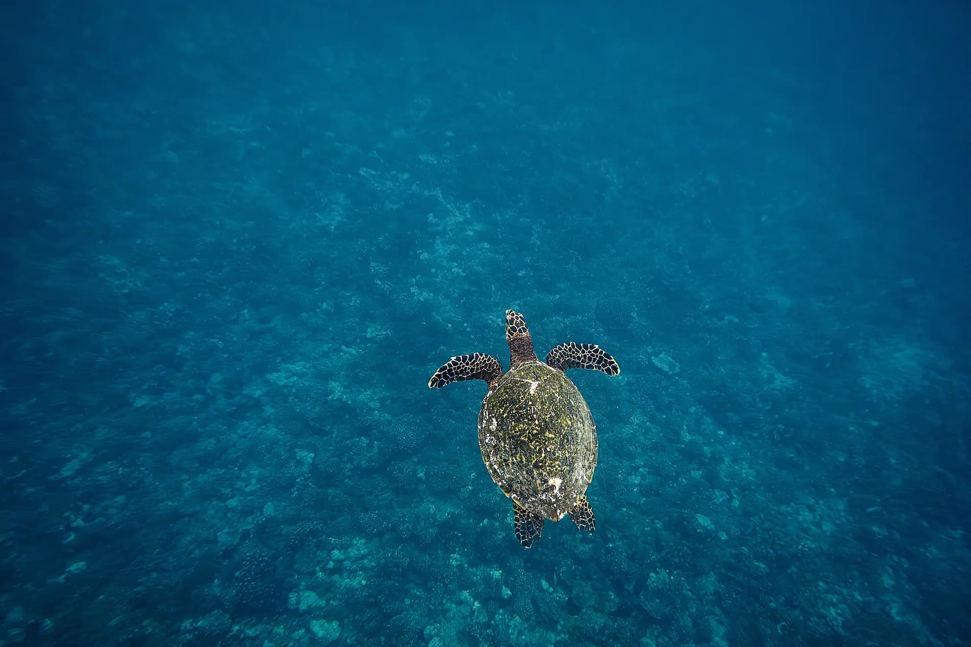 Tahiti and the Society Islands 