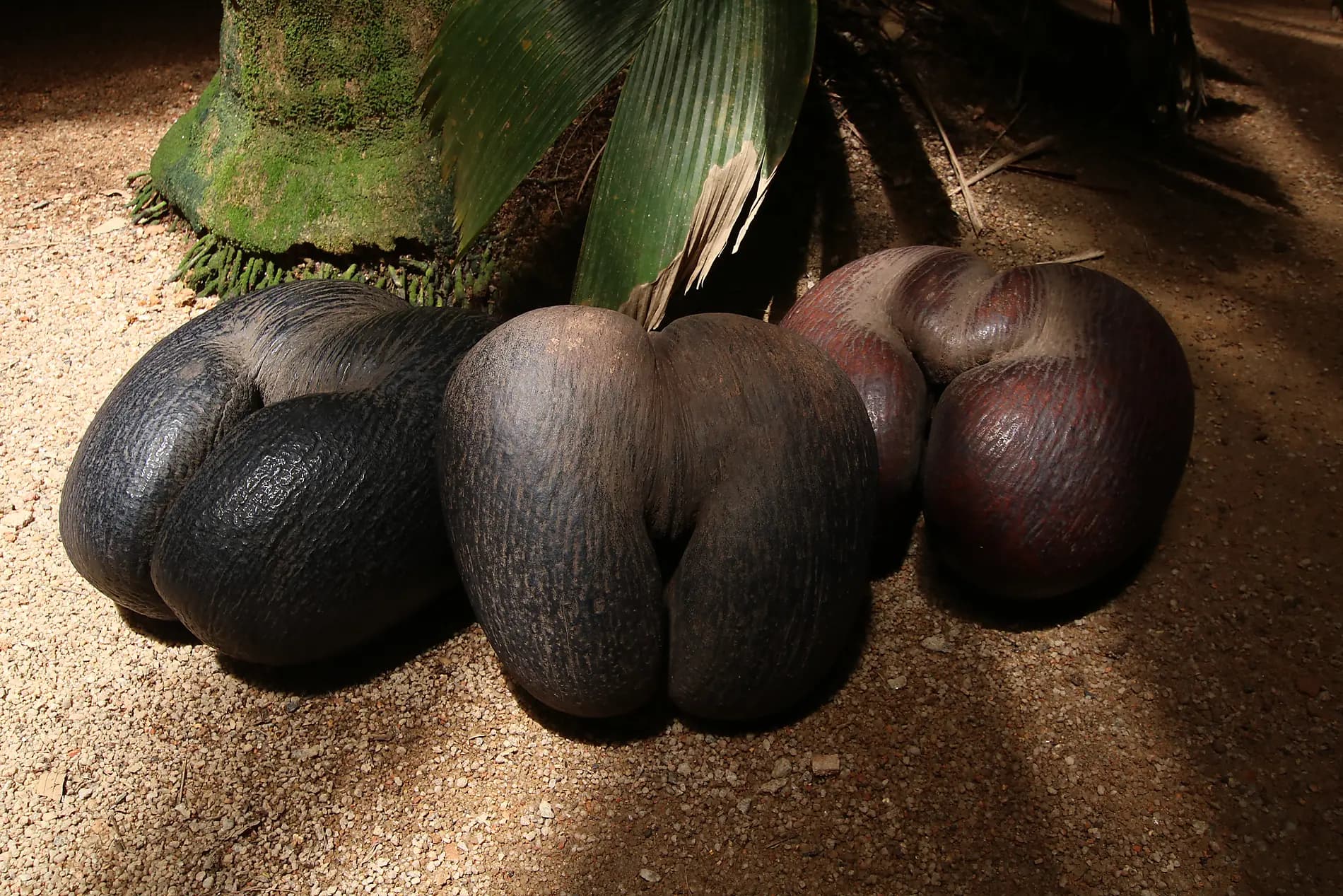 The essential Seychelles  