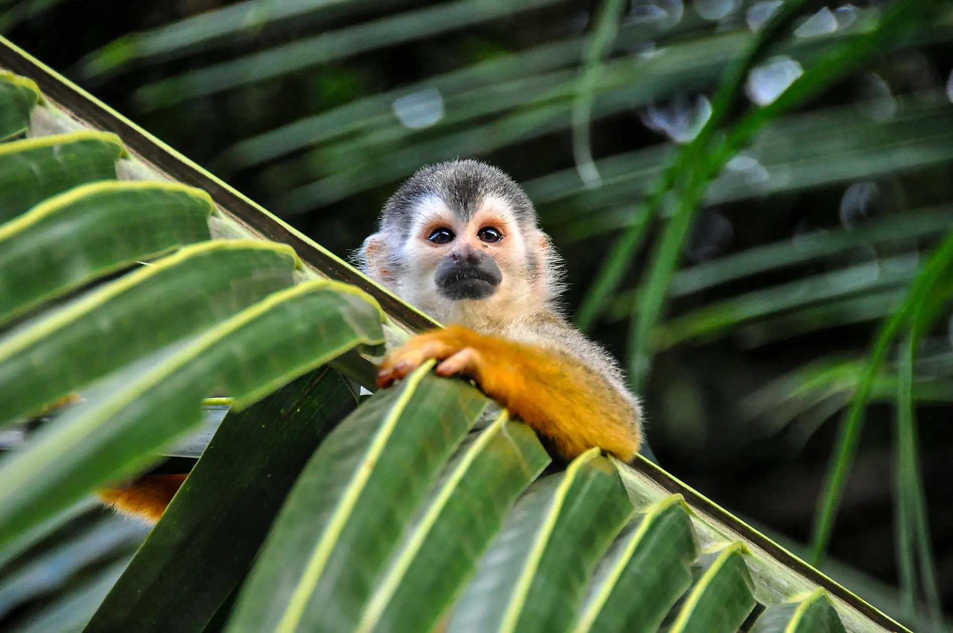 Panama and Costa Rica by Sea: The Natural Wonders of Central America – with Smithsonian Journeys 