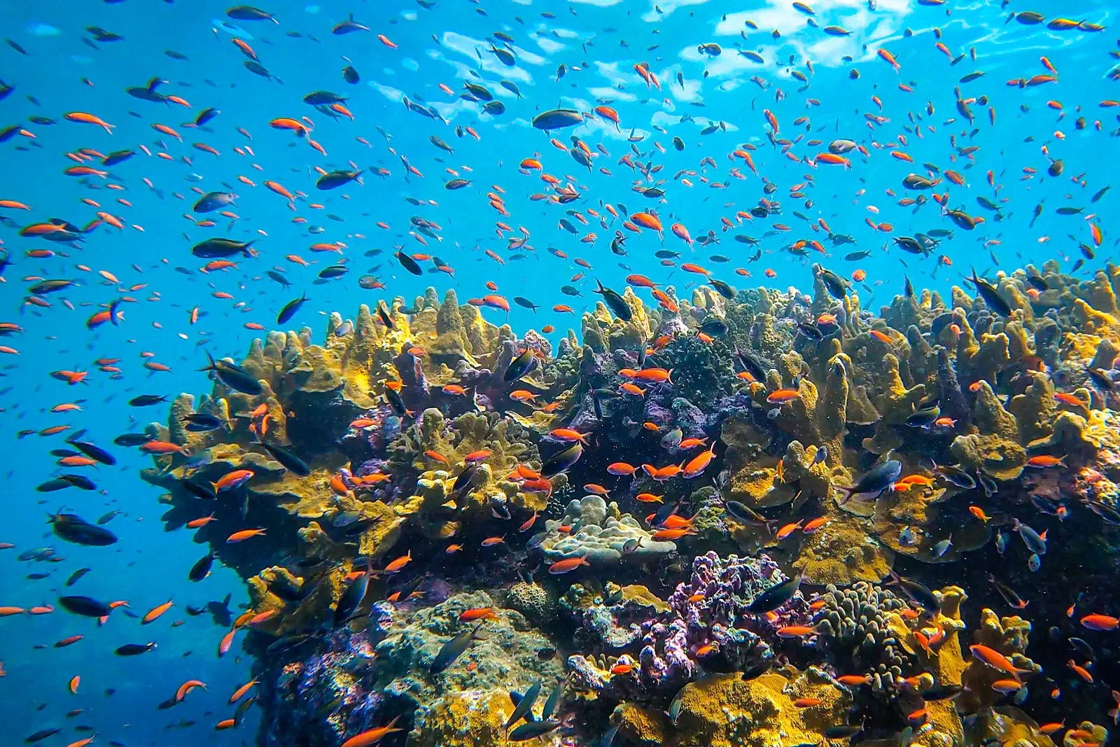 Madagascar and Seychelles: Natural Treasures of the Indian Ocean – with Smithsonian Journeys 