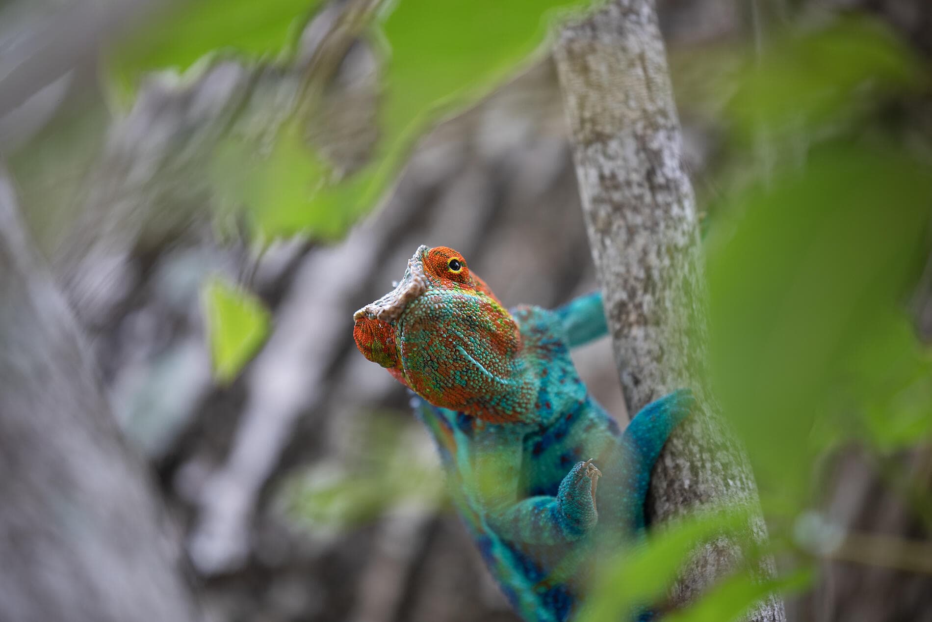 Little-known Madagascar 