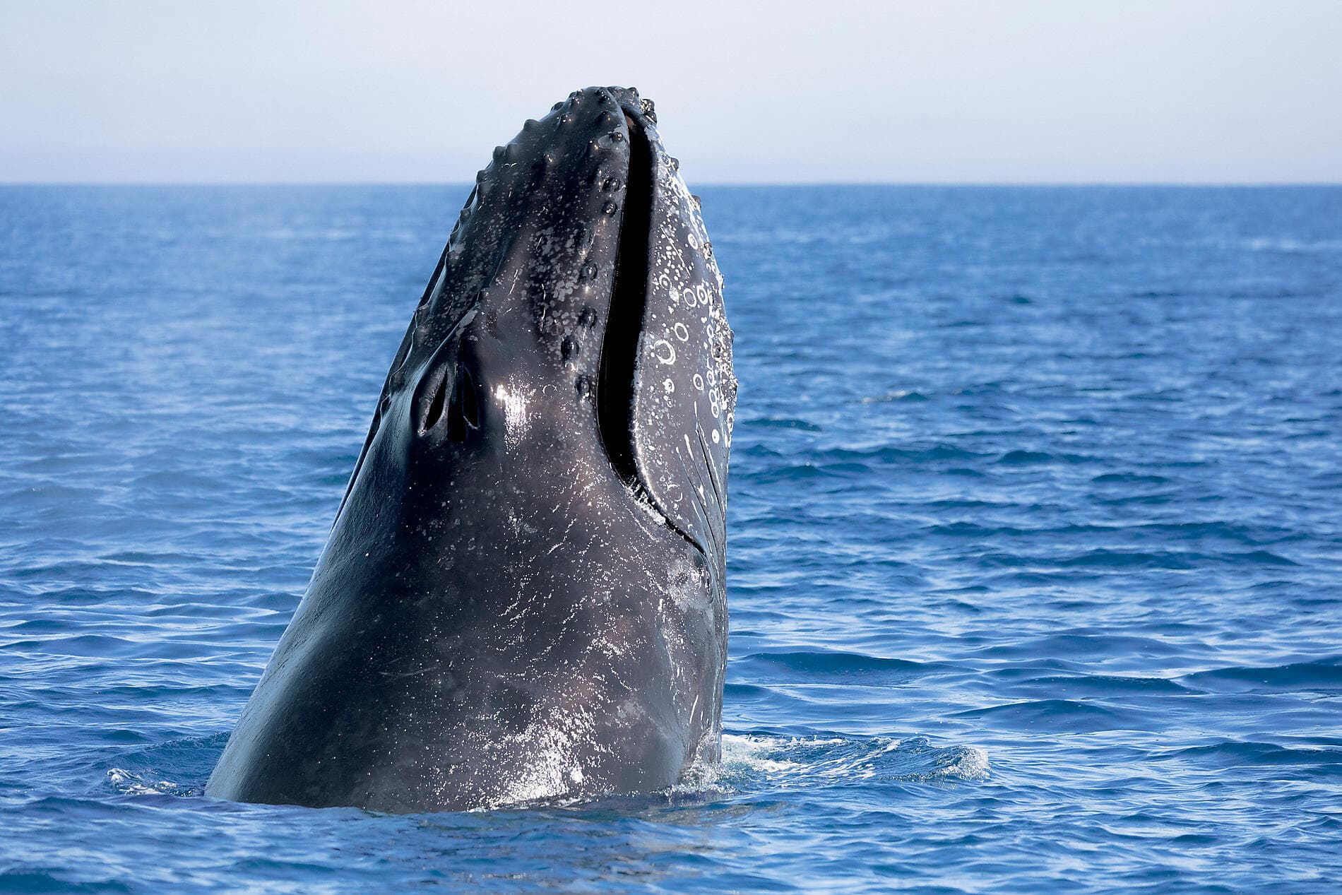Exploration in the Heart of Baja California 