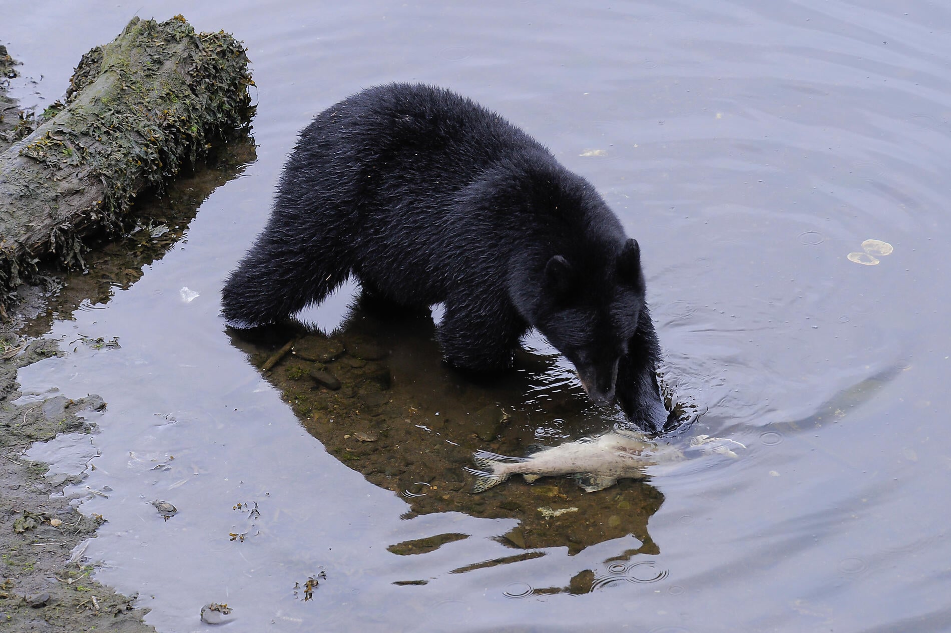 N-1382_S220816_Seward-Vancouver©StudioPONANT-Laure Patricot.jpg