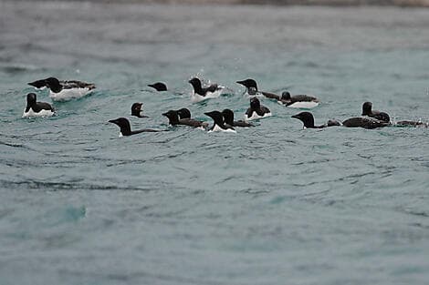 9 June 26 - Isbukta, Spitsbergen