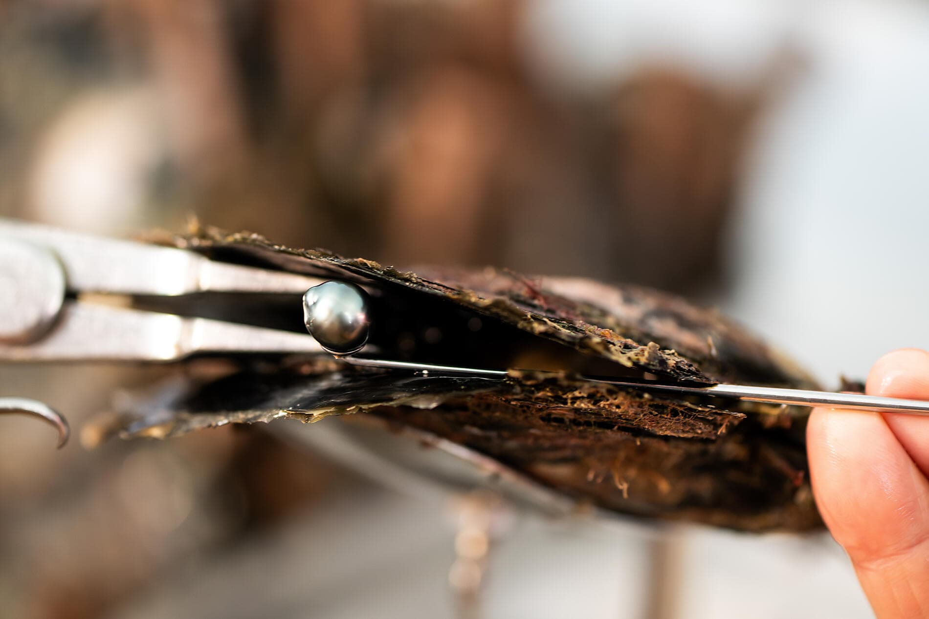 Marquesas, The Tuamotus & Society Islands