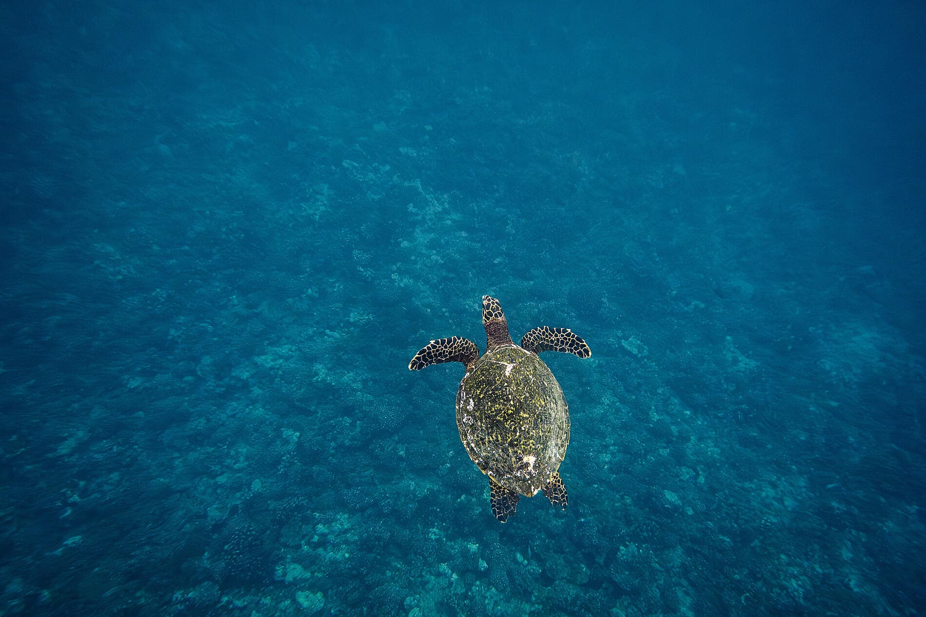 Marquesas, The Tuamotus & Society Islands