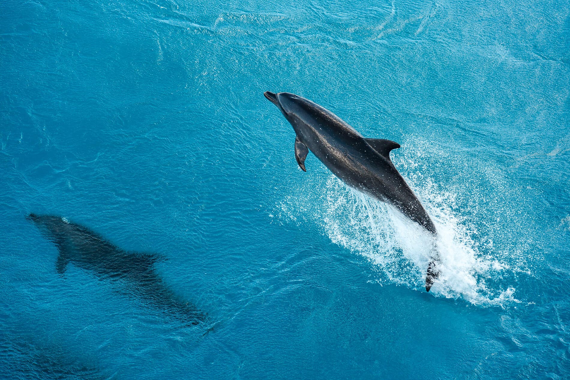 Marquesas, The Tuamotus & Society Islands