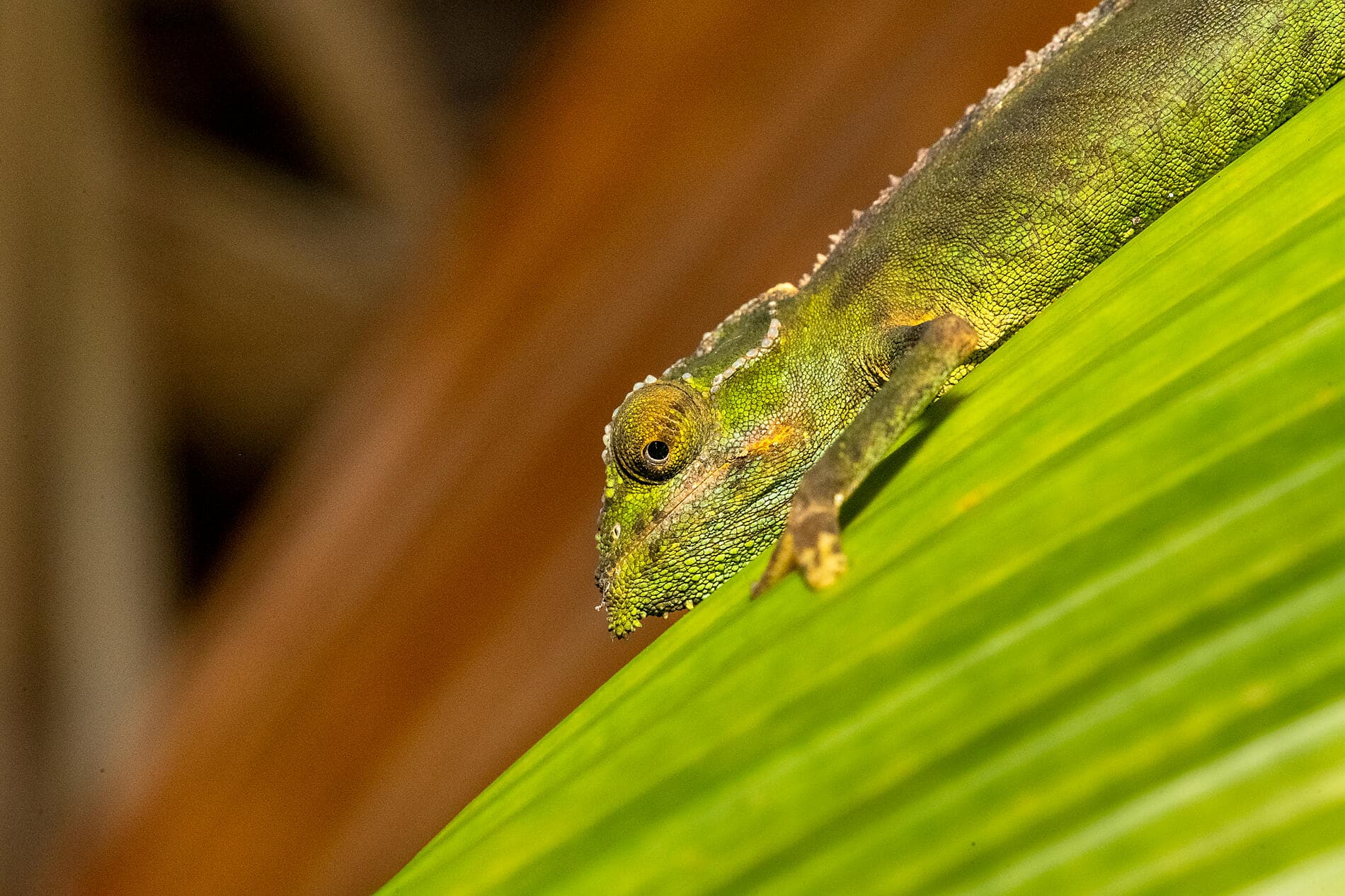 The essential Seychelles