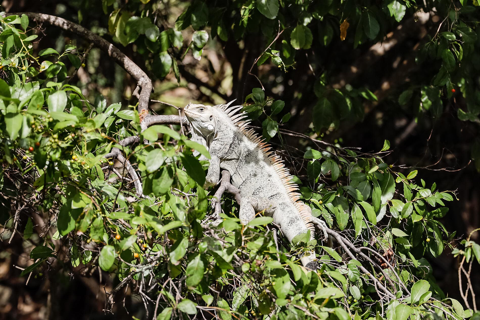 Gliding the Waters of the Windward Islands