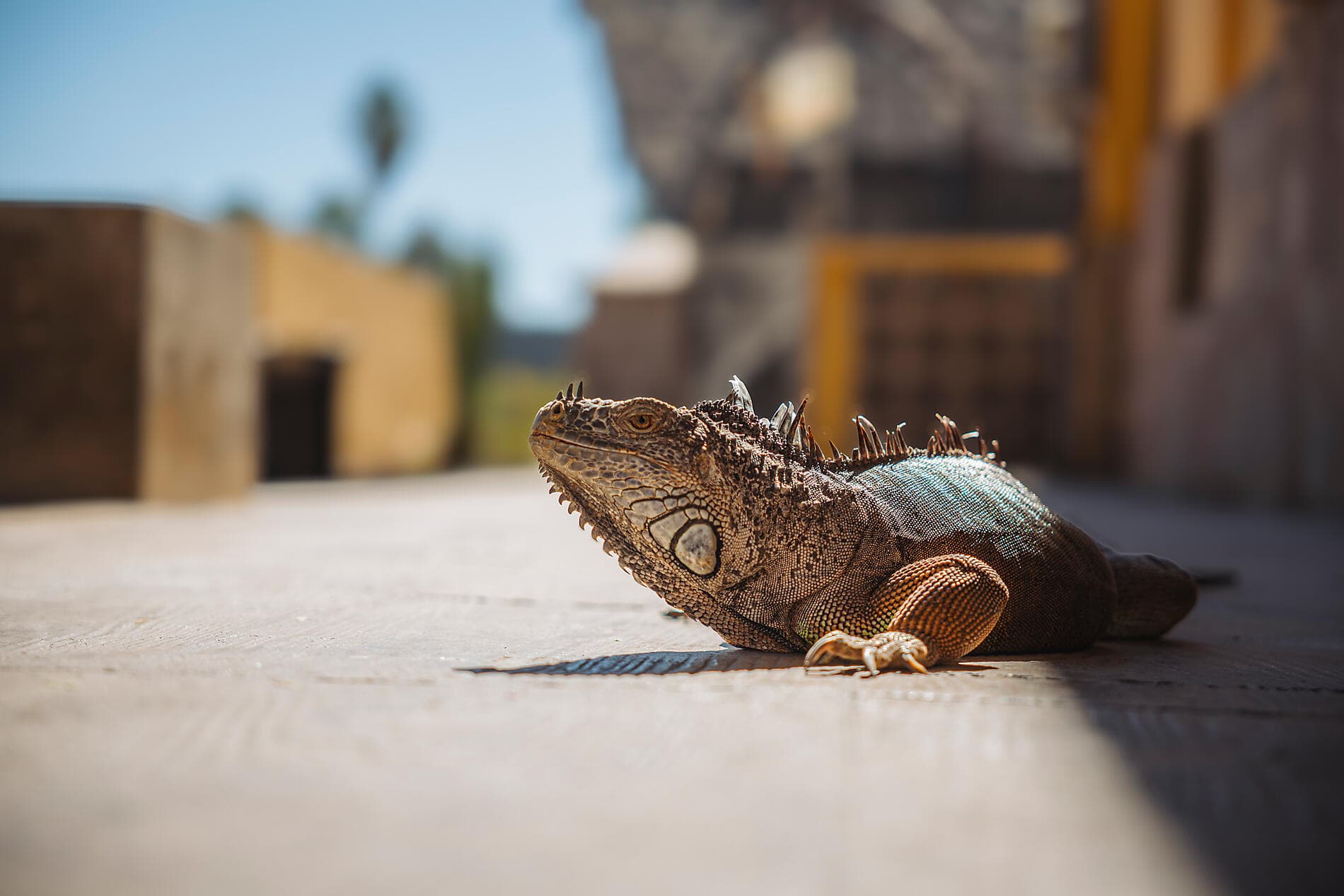 Baja and the Sea of Cortez: In Search of the Great Whales – with Smithsonian Journeys