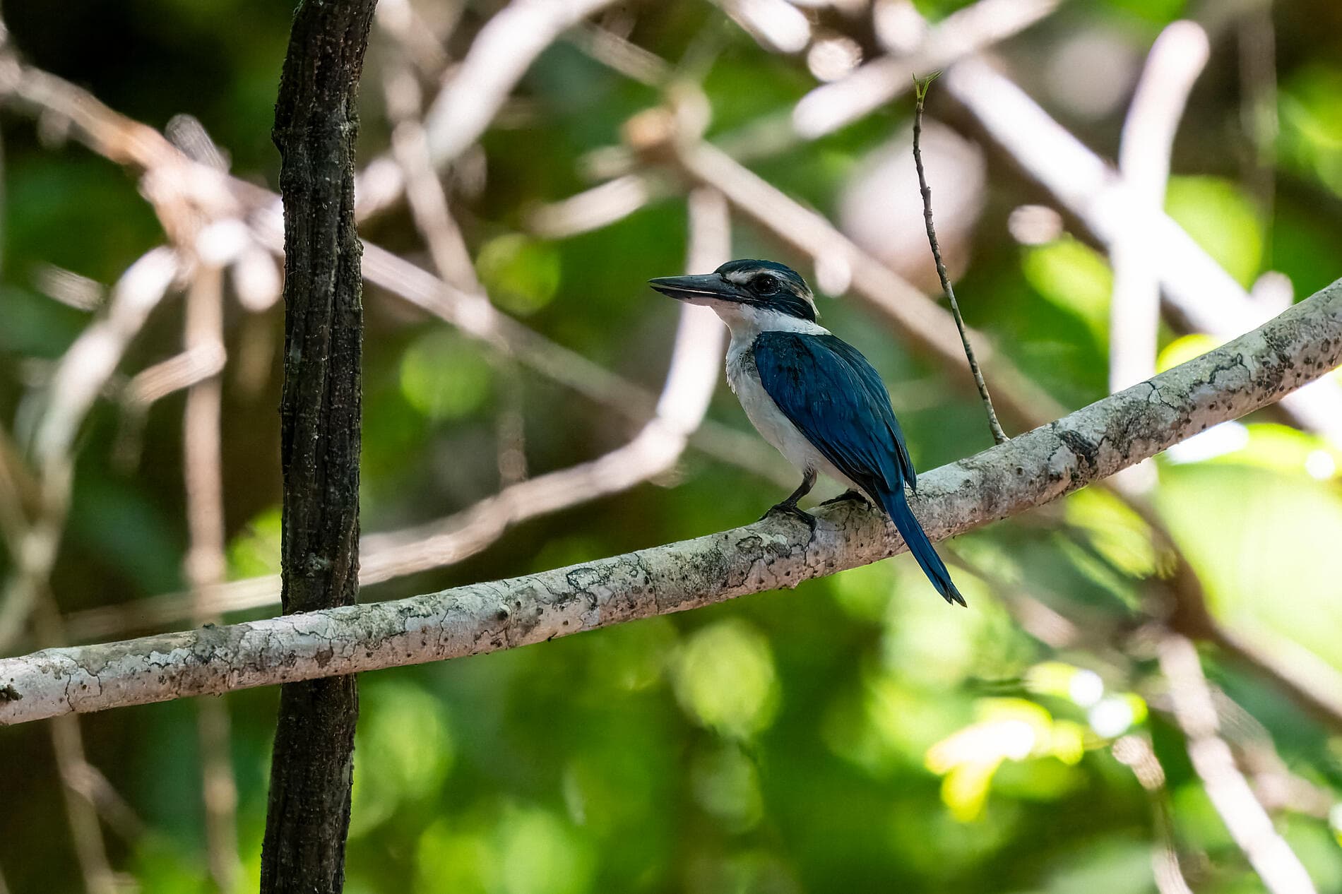 An escapade in the heart of Melanesia