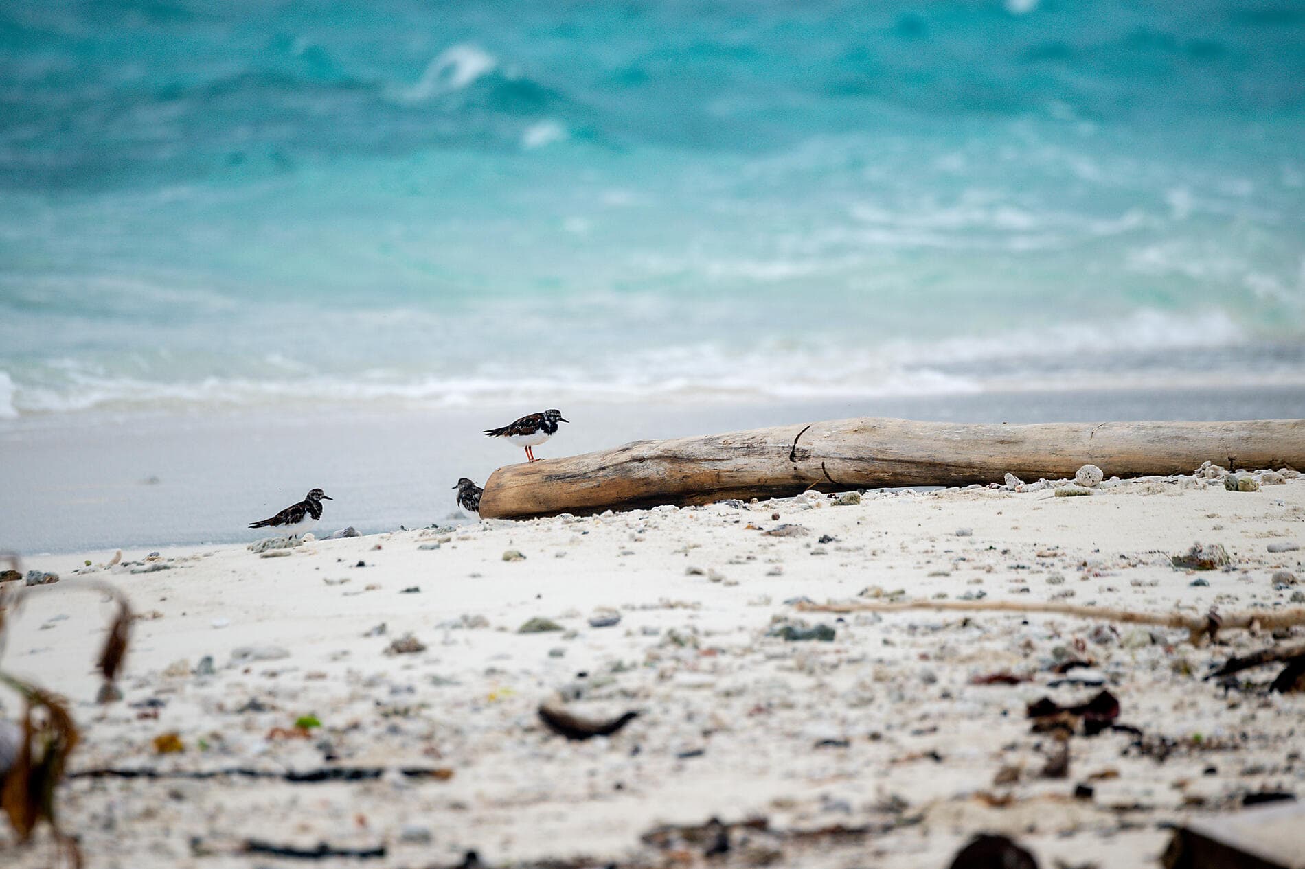 An escapade in the heart of Melanesia