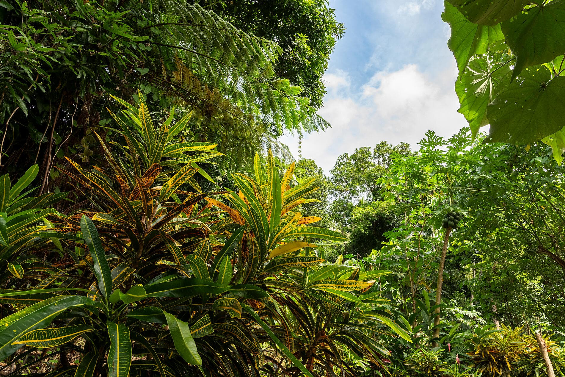 An escapade in the heart of Melanesia