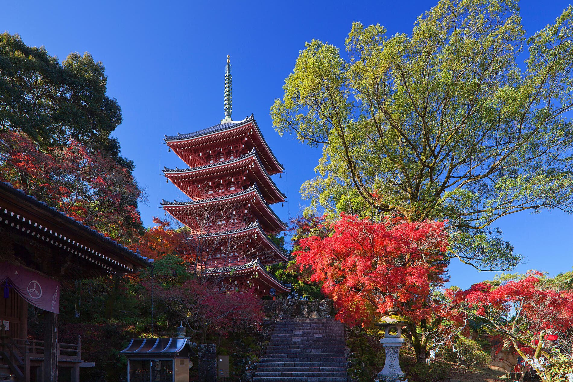 Odyssey in the heart of Japan’s subtropical islands