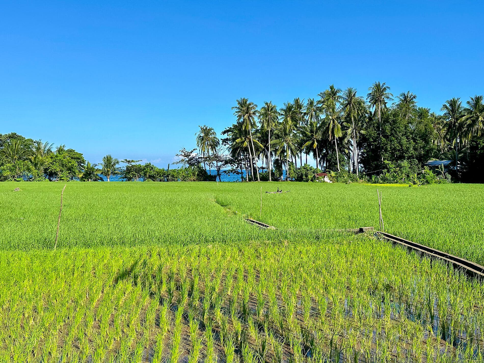 Wild islands and Philippine horizons