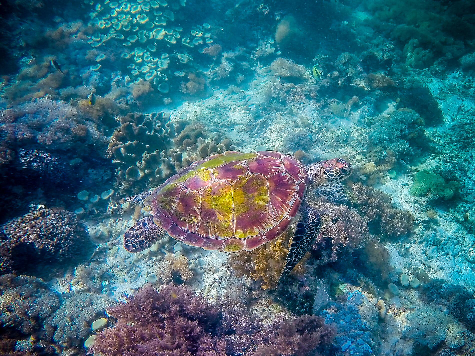 Voyage to Indonesia: Dragons, Reefs, and the Spice Islands – with Smithsonian Journeys
