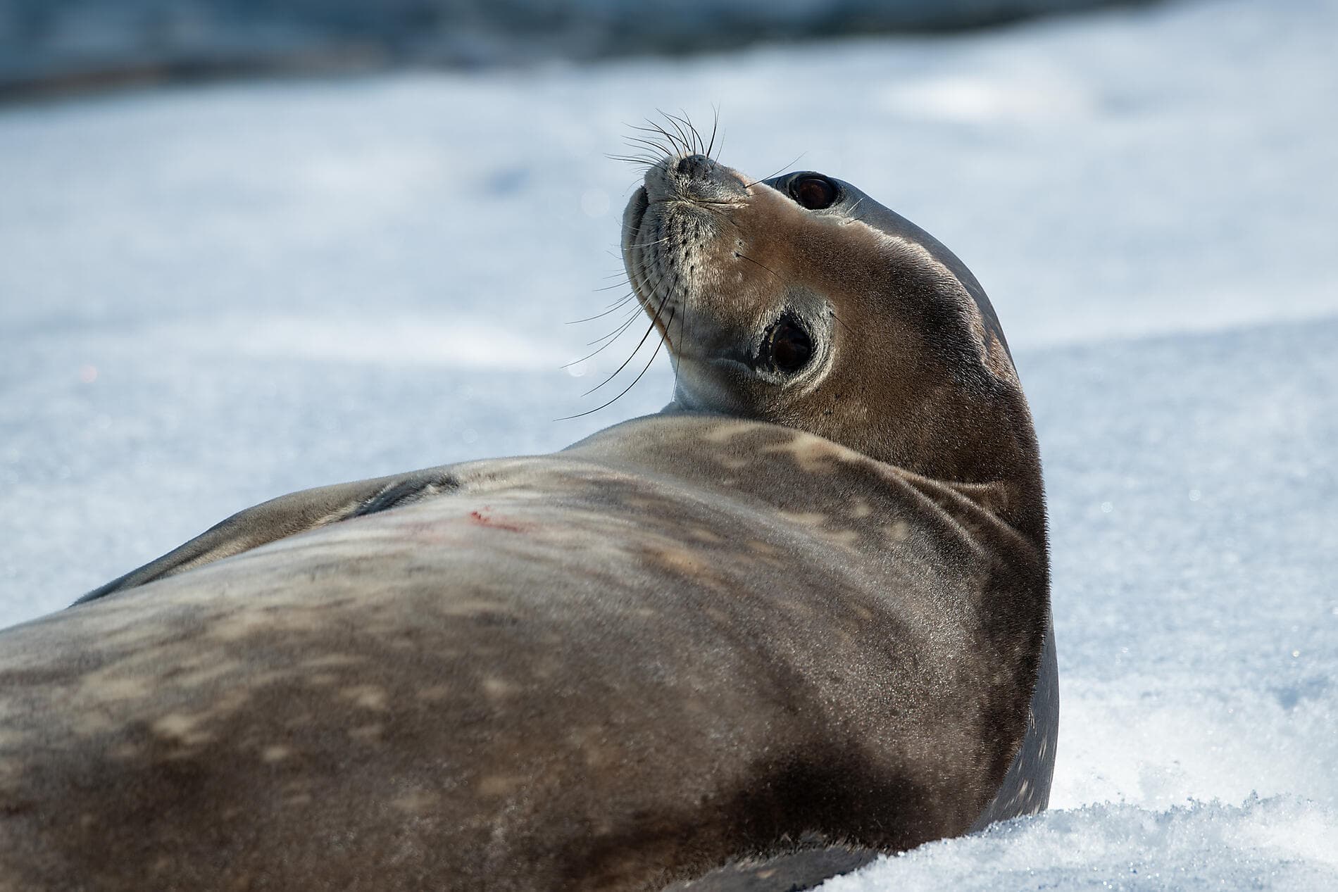 Emblematic Antarctica