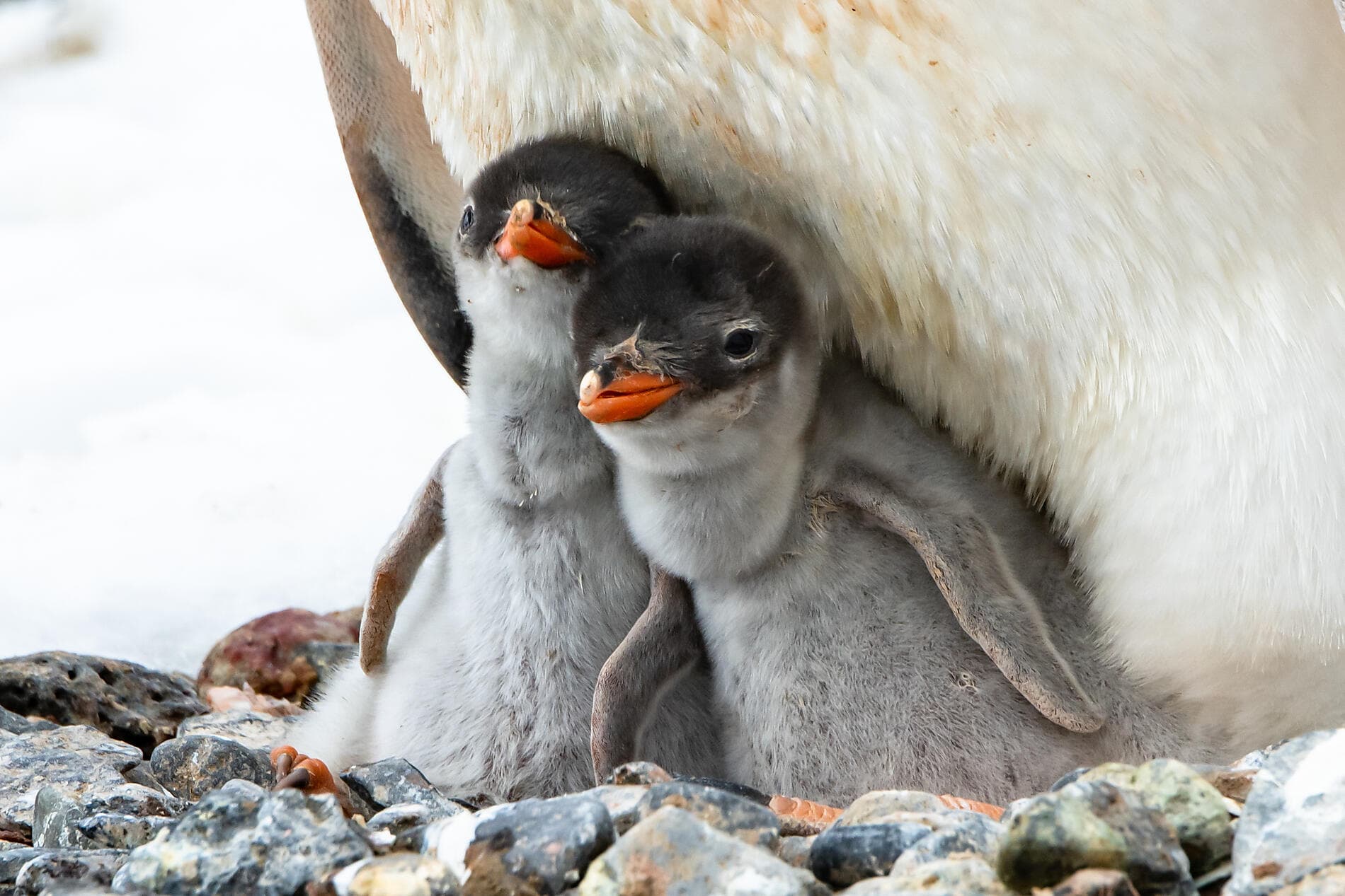 Antarctica: The White Continent – with Smithsonian Journeys