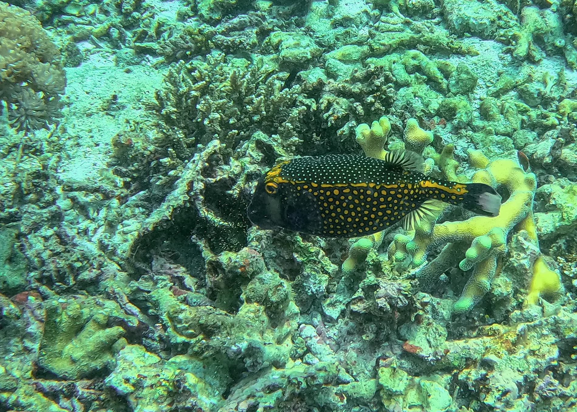 Hidden treasures of the Indonesian archipelago