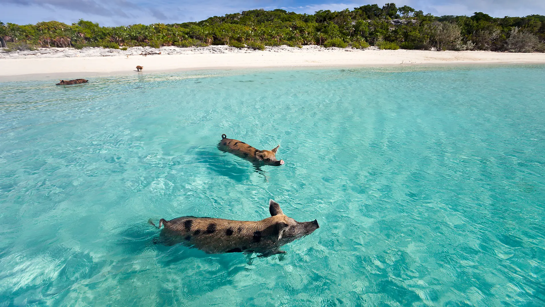 Jewels of the northern Caribbean Jewels of the northern Caribbean